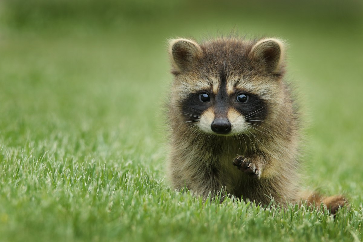 目の周りが黒く尾に縞があるアライグマの参考写真