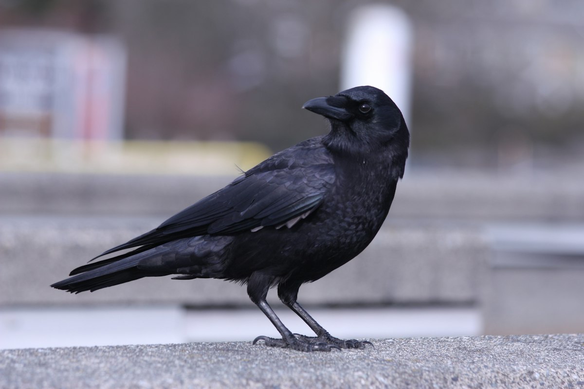 カラスを横から見た参考写真。日本の被害現場や種類を特定する写真ではありません