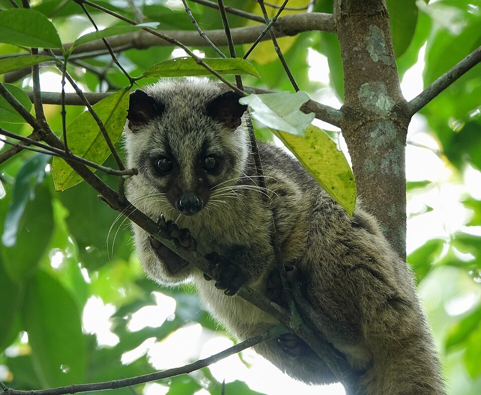 木の枝にいるハクビシン。インドで撮影された動物の参考写真